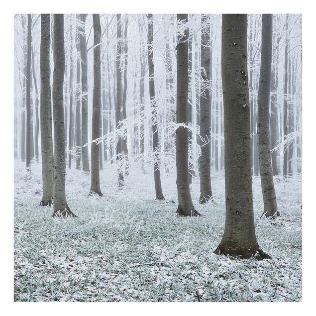 Modern art prints Beeches With Hoarfrost