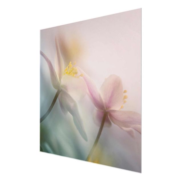 Prints Wood anemone