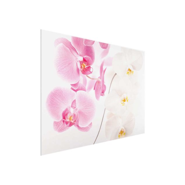 Orchid print Delicate Orchids
