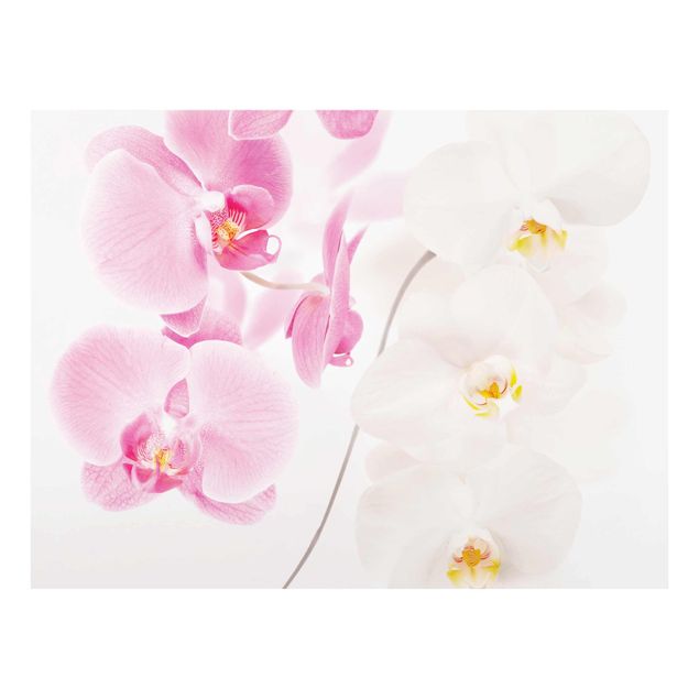 Glass prints flower Delicate Orchids