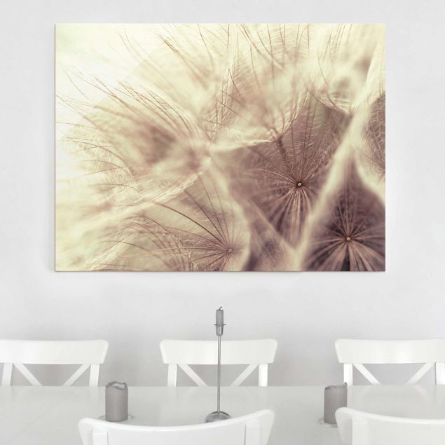 Glass prints flower Detailed Dandelion Macro Shot With Vintage Blur Effect