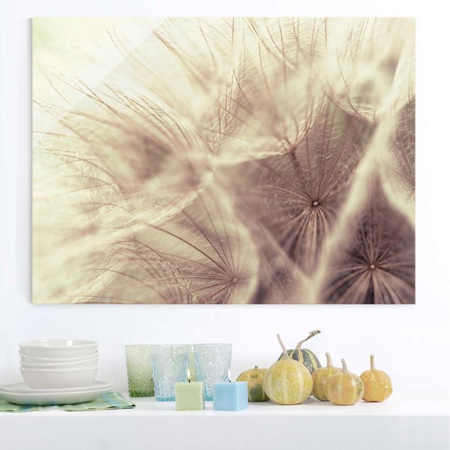 Glass prints dandelion clock Detailed Dandelion Macro Shot With Vintage Blur Effect