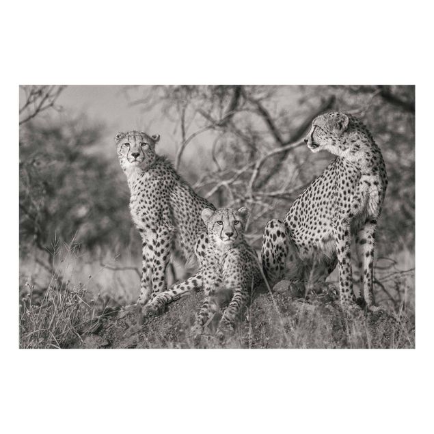 Black and white art Three Cheetahs