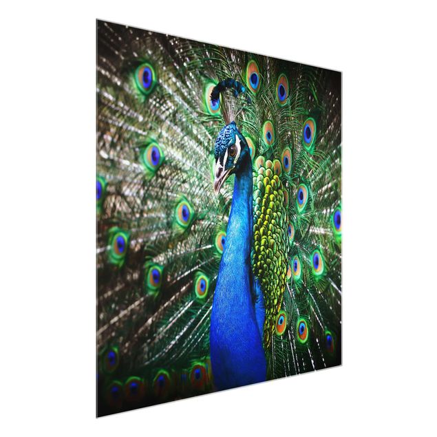 Glass prints pieces Noble Peacock