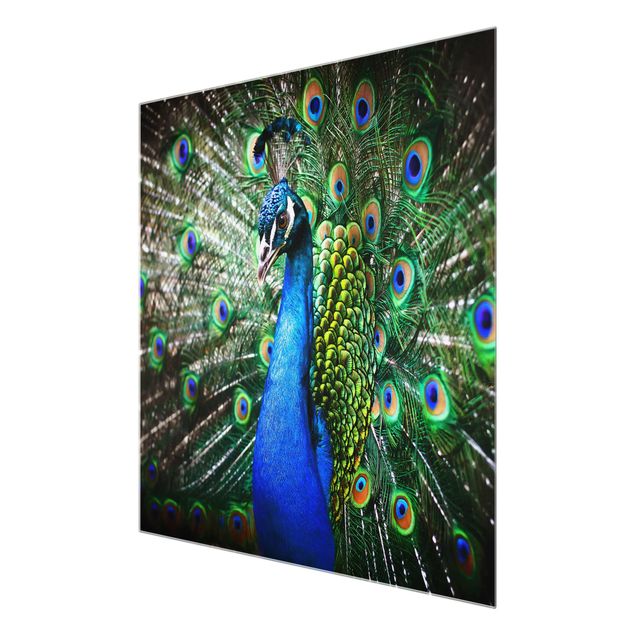 Prints Noble Peacock