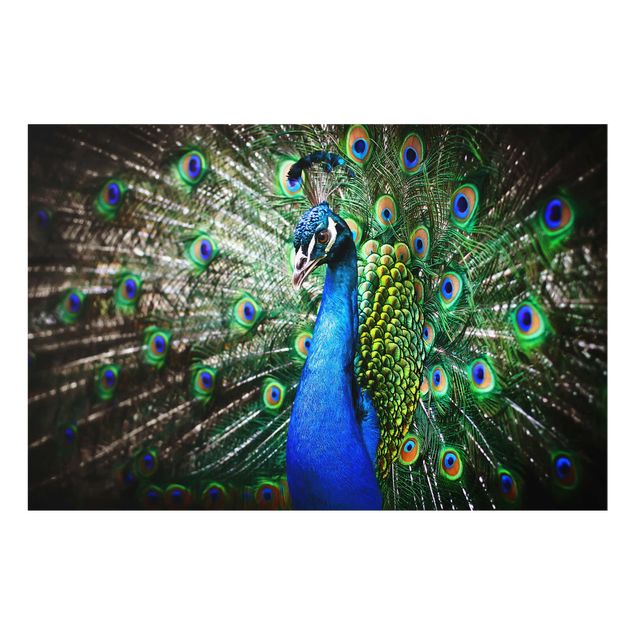 Navy blue wall art Noble Peacock