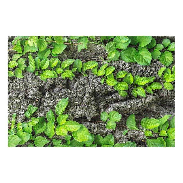 Prints floral Ivy Tendrils Tree Bark