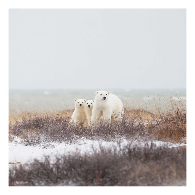 Modern art prints Polar Bear And Her Cubs