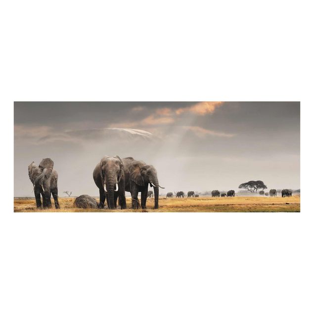 Glass prints pieces Elephants in the Savannah