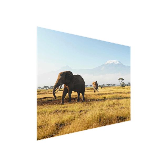 Glass prints landscape Elephants In Front Of The Kilimanjaro In Kenya