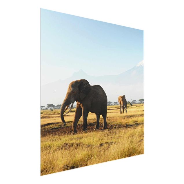 Glass prints landscape Elephants In Front Of The Kilimanjaro In Kenya