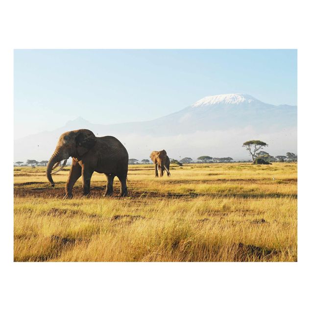 Glass prints pieces Elephants In Front Of The Kilimanjaro In Kenya