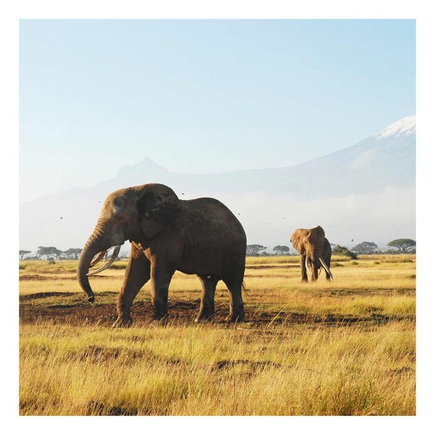 Glass prints pieces Elephants In Front Of The Kilimanjaro In Kenya