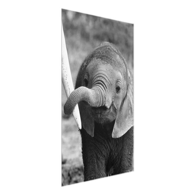 Glass prints pieces Baby Elephant