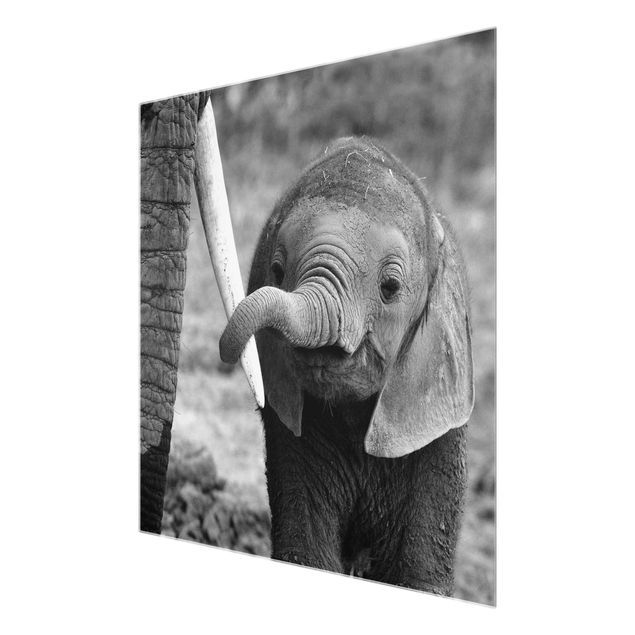 Black and white art Baby Elephant