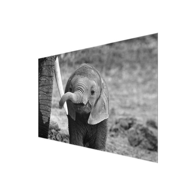 Black and white art Baby Elephant