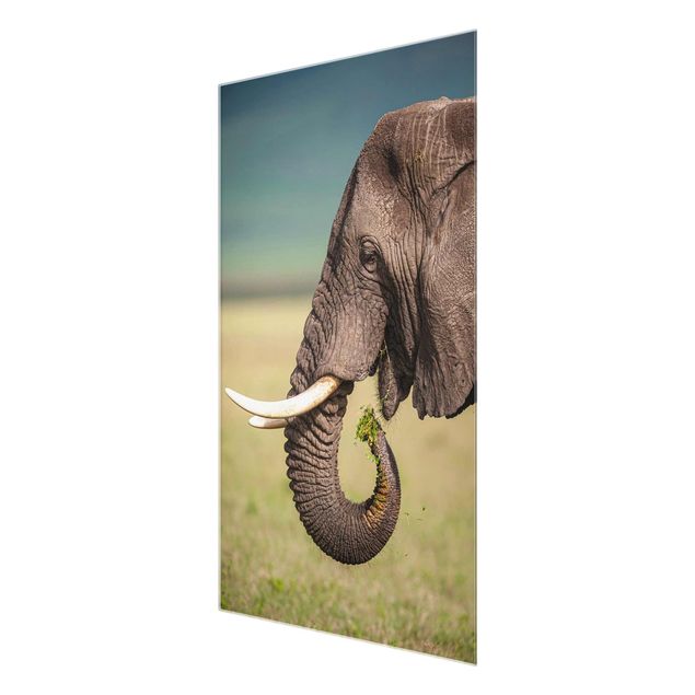 Prints Feeding Elephants In Africa