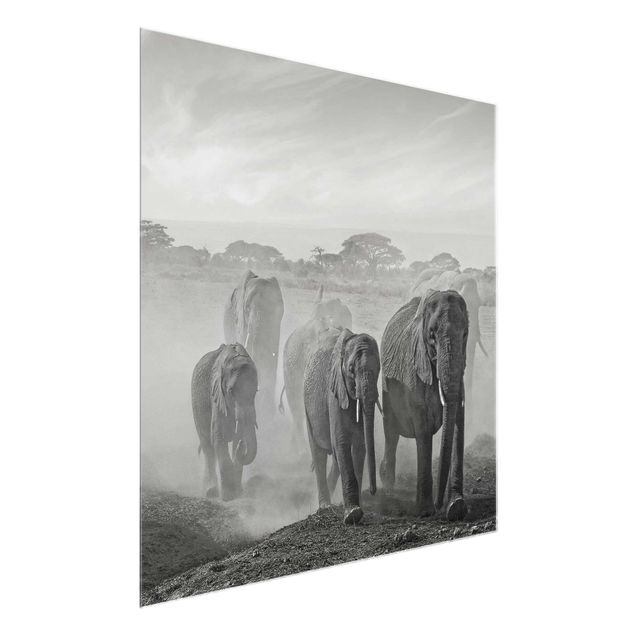 Glass prints black and white Herd Of Elephants