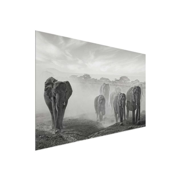 Glass prints black and white Herd Of Elephants