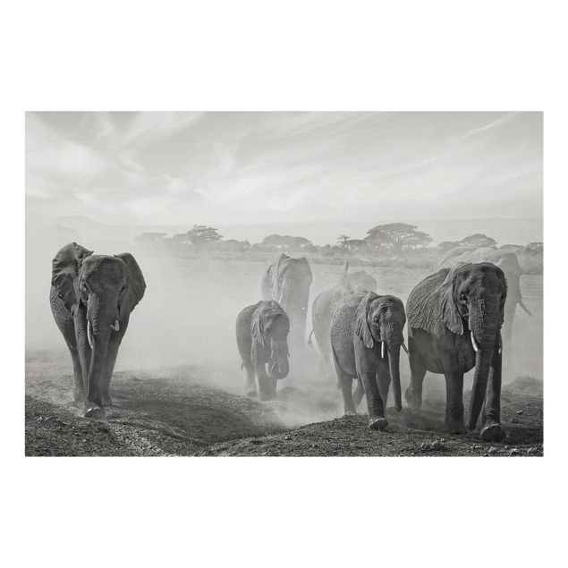 Glass prints landscape Herd Of Elephants