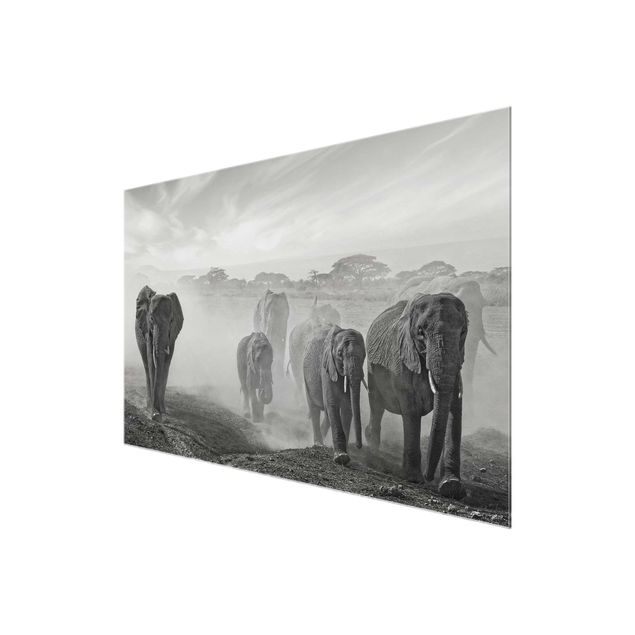 Glass prints pieces Herd Of Elephants