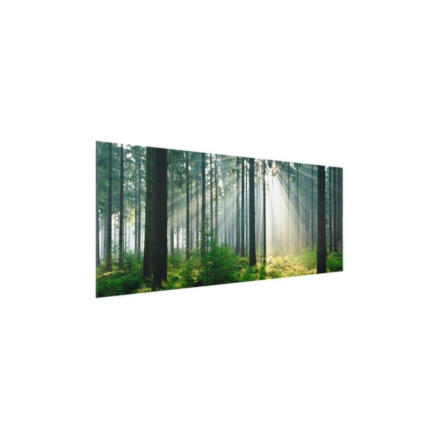 Glass prints landscape Enlightened Forest