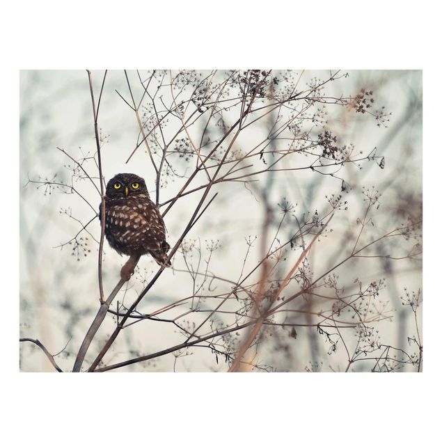 Prints Owl In The Winter