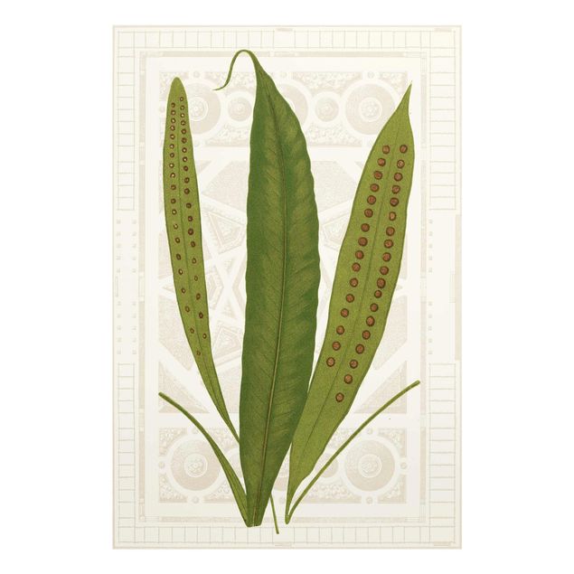 Prints green Ferns Of The Garden VI