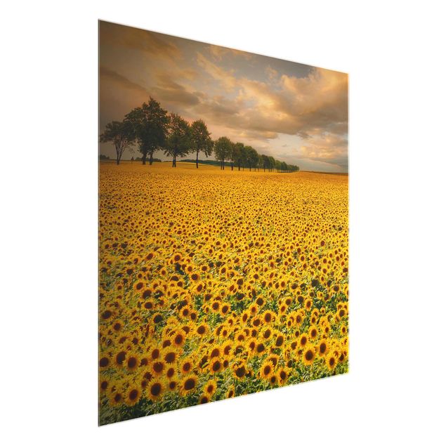 Glass prints flower Field With Sunflowers