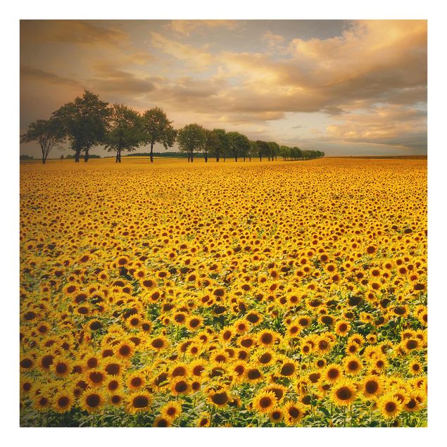Prints floral Field With Sunflowers