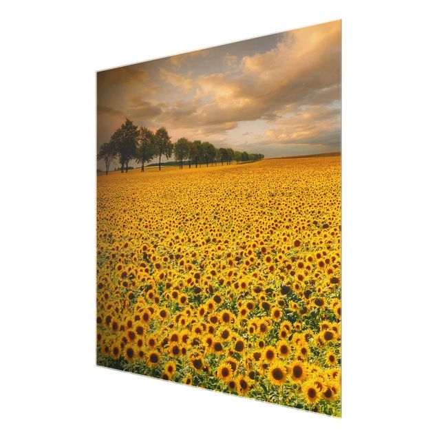 Floral prints Field With Sunflowers