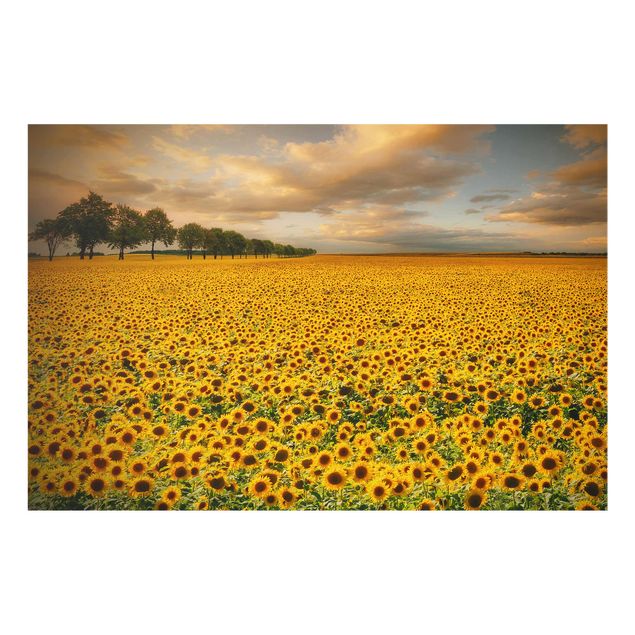 Prints floral Field With Sunflowers