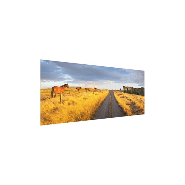 Glass prints landscape Field Road And Horse In Evening Sun