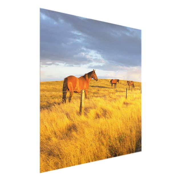 Glass prints landscape Field Road And Horse In Evening Sun