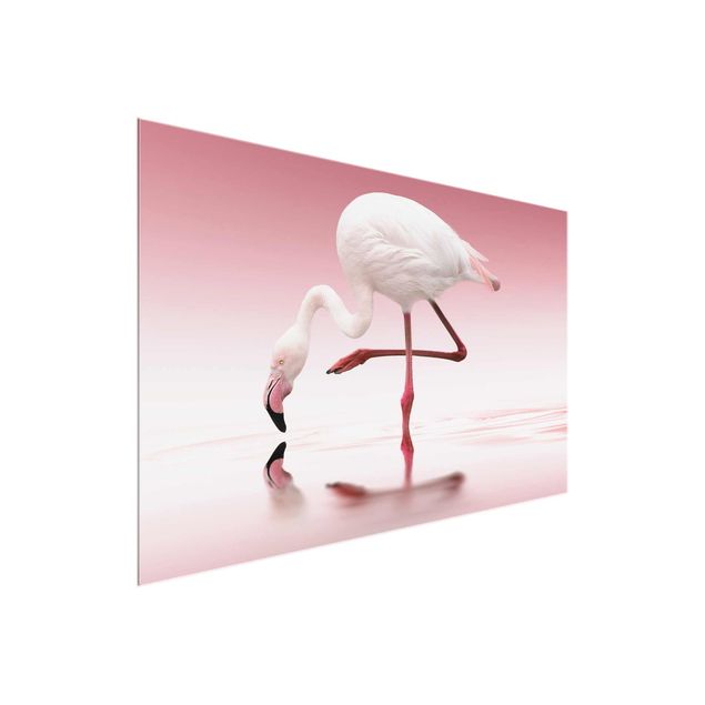 Feather poster Flamingo Dance