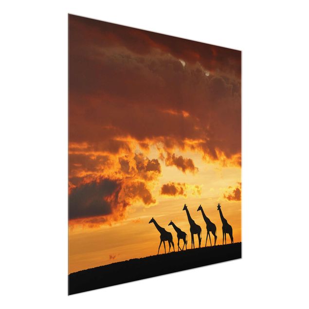 Glass prints landscape Five Giraffes