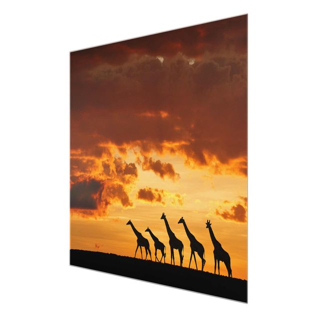 Animal canvas Five Giraffes