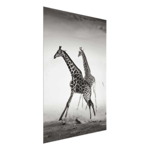 Glass prints pieces Giraffe Hunt