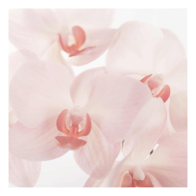Floral canvas Bright Orchid Flower Wallpaper - Svelte Orchids