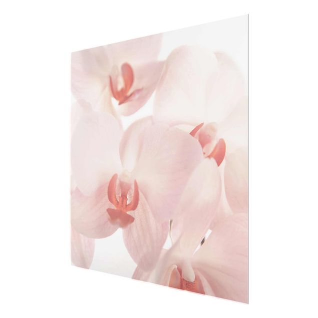 Floral picture Bright Orchid Flower Wallpaper - Svelte Orchids