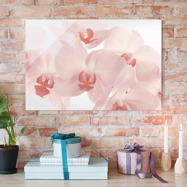 Glass prints orchid Bright Orchid Flower Wallpaper - Svelte Orchids