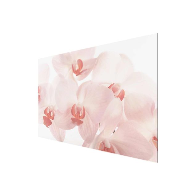 Floral picture Bright Orchid Flower Wallpaper - Svelte Orchids