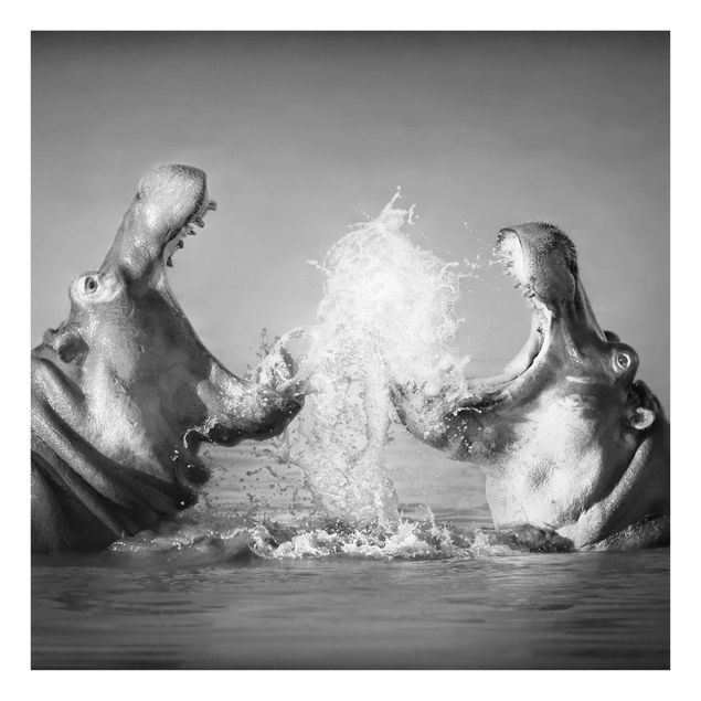 Black and white wall art Hippo Fight