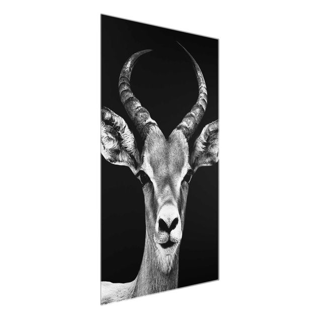 Prints animals Impala antelope black & white