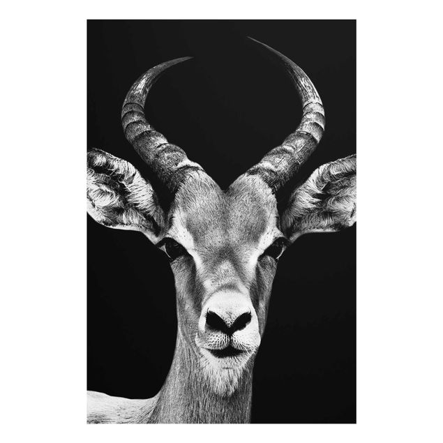 Prints black and white Impala antelope black & white