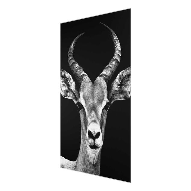 Prints Impala antelope black & white
