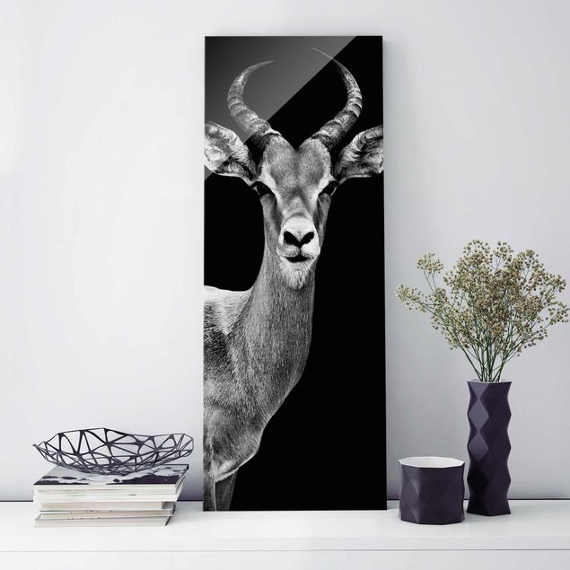 Glass prints black and white Impala antelope black & white