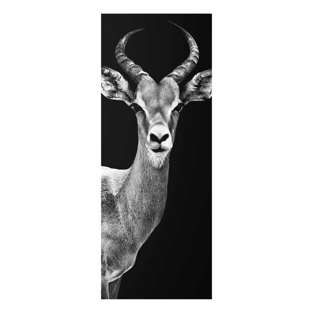Prints black and white Impala antelope black & white