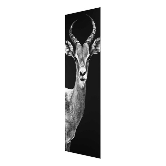 Prints Impala antelope black & white