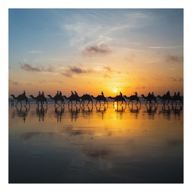 Prints modern Camels in the sunset
